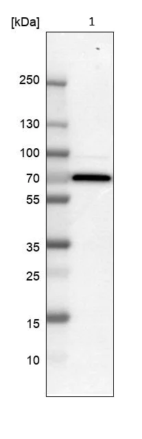Western blot - Anti-Smad4 antibody (AB244370)