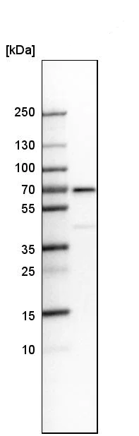 Western blot - Anti-Smad4 antibody (AB244370)