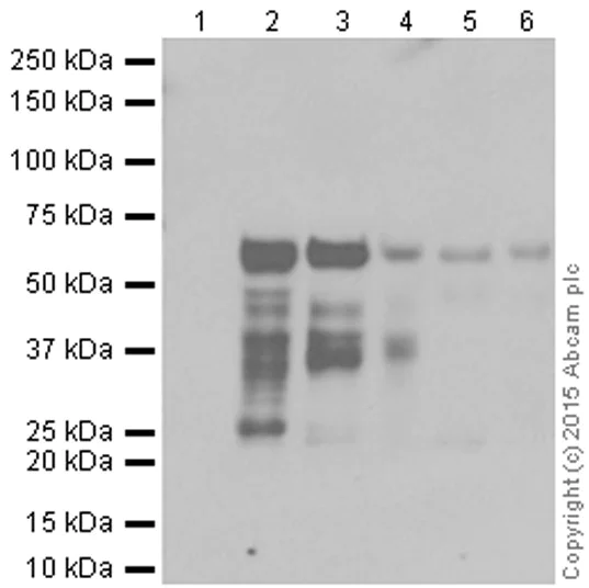 Western blot - Anti-Smad4 antibody [EP618Y] (AB40759)