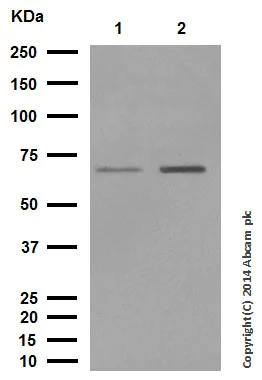 Western blot - Anti-Smad4 antibody [EP618Y] (AB40759)