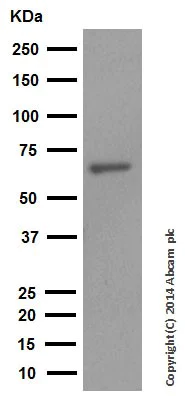 Western blot - Anti-Smad4 antibody [EP618Y] (AB40759)