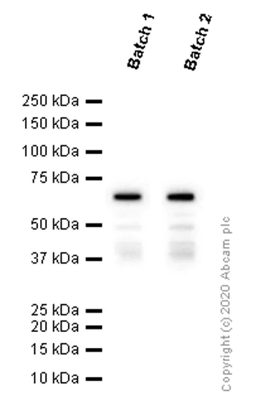 Western blot - Anti-Smad4 antibody [EP618Y] (AB40759)