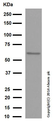 Western blot - Anti-Smad4 antibody [EP618Y] (AB40759)