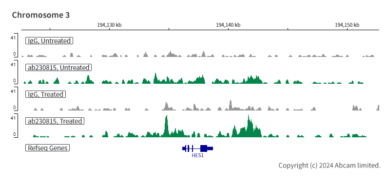 ChIC/CUT&RUN sequencing - Anti-Smad4 antibody [EPR22589-112] (ab230815), expandable thumbnail