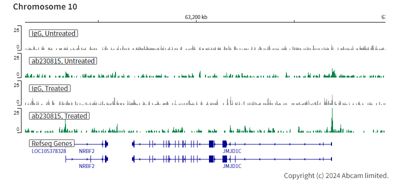 ChIC/CUT&RUN sequencing - Anti-Smad4 antibody [EPR22589-112] (ab230815), expandable thumbnail