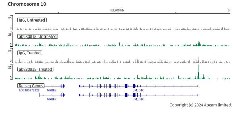 ChIC/CUT&RUN sequencing - Anti-Smad4 antibody [EPR22589-112] (AB230815)
