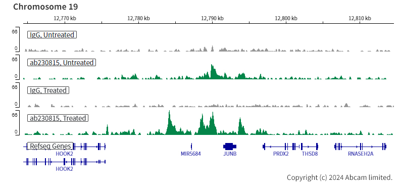 ChIC/CUT&RUN sequencing - Anti-Smad4 antibody [EPR22589-112] (ab230815), expandable thumbnail
