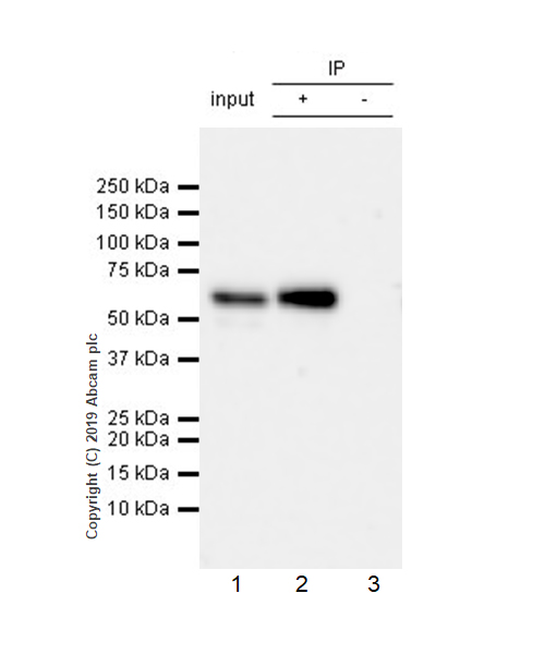 Immunoprecipitation - Anti-Smad4 antibody [EPR22589-112] (AB230815), expandable thumbnail
