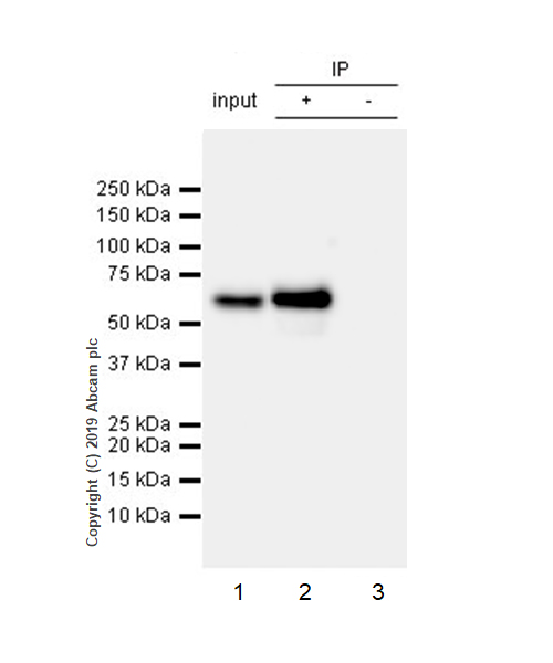 Immunoprecipitation - Anti-Smad4 antibody [EPR22589-112] (AB230815), expandable thumbnail
