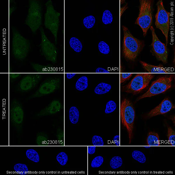 Immunocytochemistry/ Immunofluorescence - Anti-Smad4 antibody [EPR22589-112] - BSA and Azide free (AB254290)