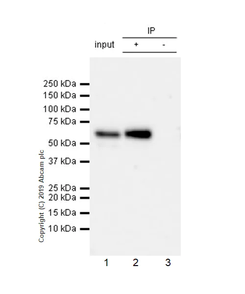 Immunoprecipitation - Anti-Smad4 antibody [EPR22589-112] - BSA and Azide free (AB254290)