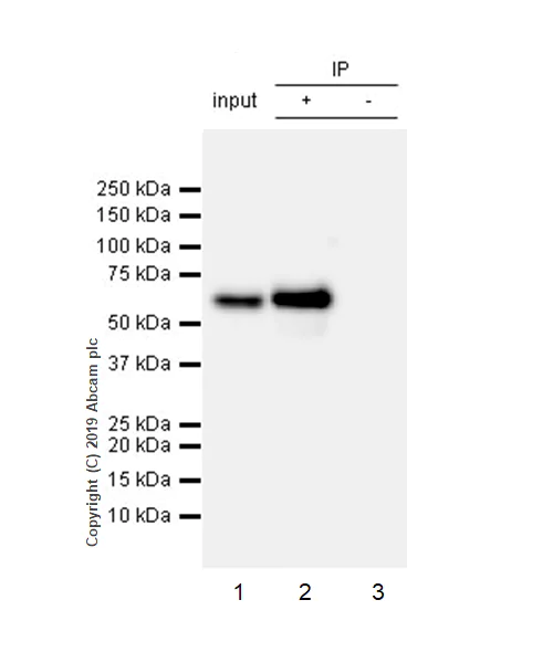Immunoprecipitation - Anti-Smad4 antibody [EPR22589-112] - BSA and Azide free (AB254290)