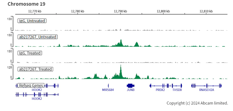 ChIC/CUT&RUN sequencing - Anti-Smad4 antibody [SP306] - BSA and Azide free (AB243929)