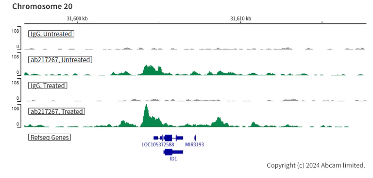 ChIC/CUT&RUN sequencing - Anti-Smad4 antibody [SP306] - BSA and Azide free (AB243929)