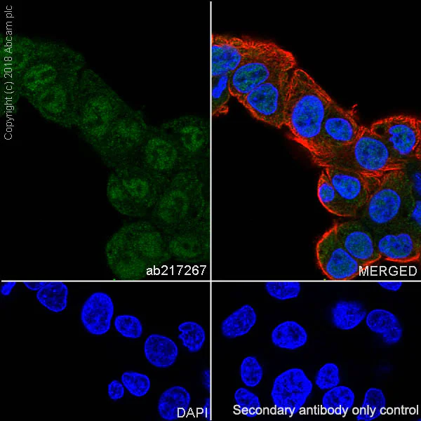 Immunocytochemistry/ Immunofluorescence - Anti-Smad4 antibody [SP306] - BSA and Azide free (AB243929)