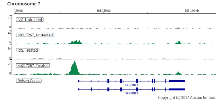 ChIC/CUT&RUN sequencing - Anti-Smad4 antibody [SP306] - C-terminal (AB217267)