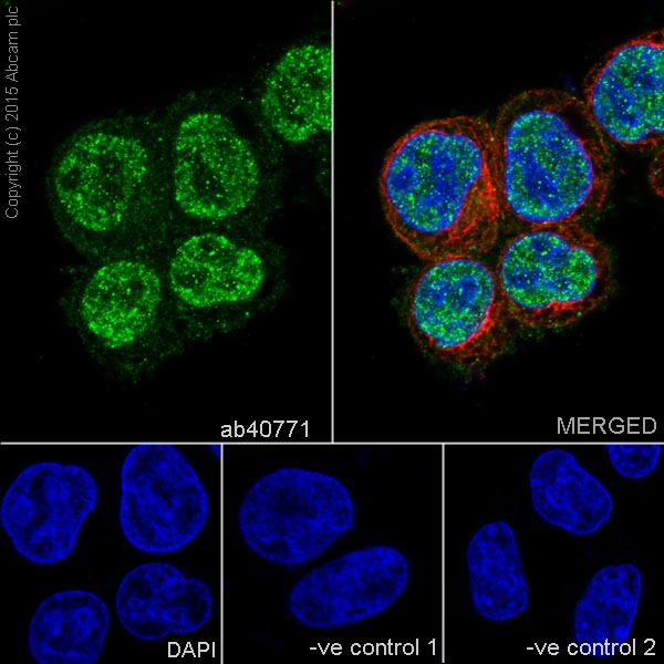 Immunocytochemistry/ Immunofluorescence - Anti-SMAD5 antibody [EP619Y] (AB40771), expandable thumbnail