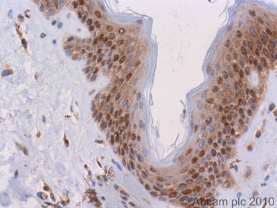 Immunohistochemistry (Formalin/PFA-fixed paraffin-embedded sections) - Anti-SMAD5 antibody [EP619Y] (AB40771), expandable thumbnail