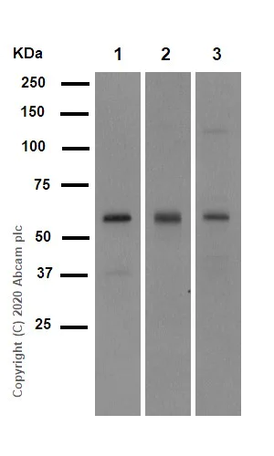 Western blot - Anti-SMAD5 antibody [EP619Y] (AB40771)