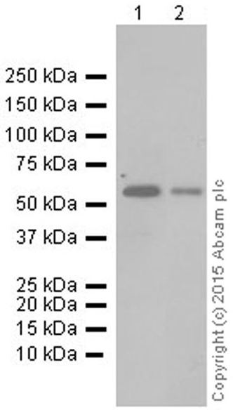 Western blot - Anti-SMAD5 antibody [EP619Y] (AB40771), expandable thumbnail