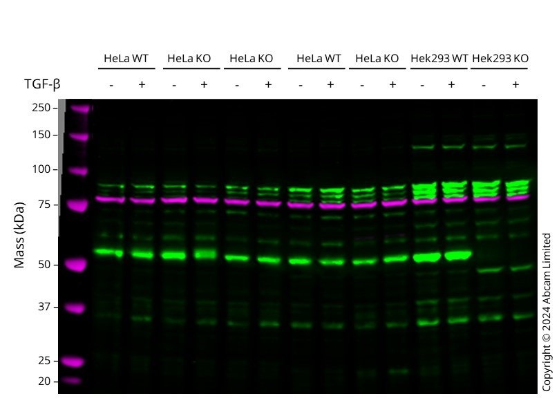 Western blot - Anti-SMAD5 antibody [EP619Y] - BSA and Azide free (ab238952), expandable thumbnail