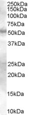 Western blot - Anti-SMAD9 antibody (AB48011)