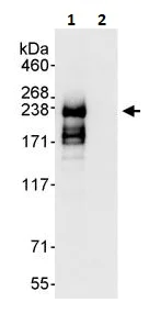 Immunoprecipitation - Anti-SMARCA2 / BRM antibody (AB264165)