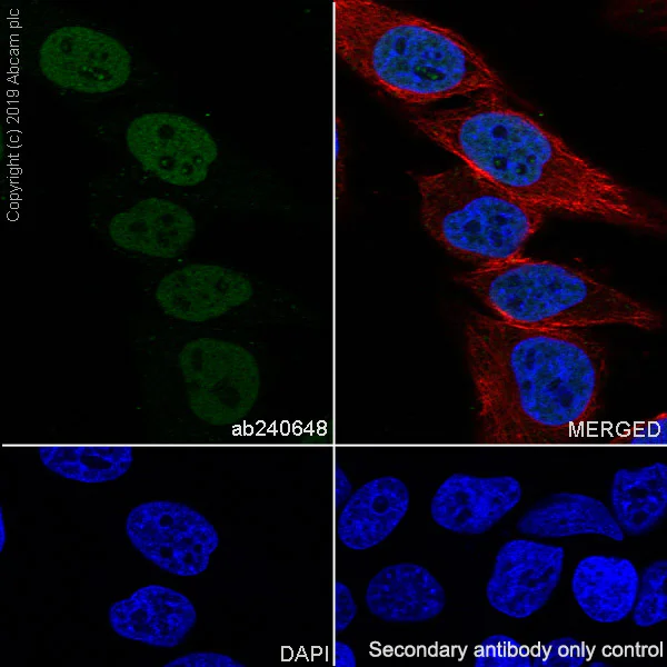 Immunocytochemistry/ Immunofluorescence - Anti-SMARCA2 / BRM antibody [EPR23103-44] (AB240648)