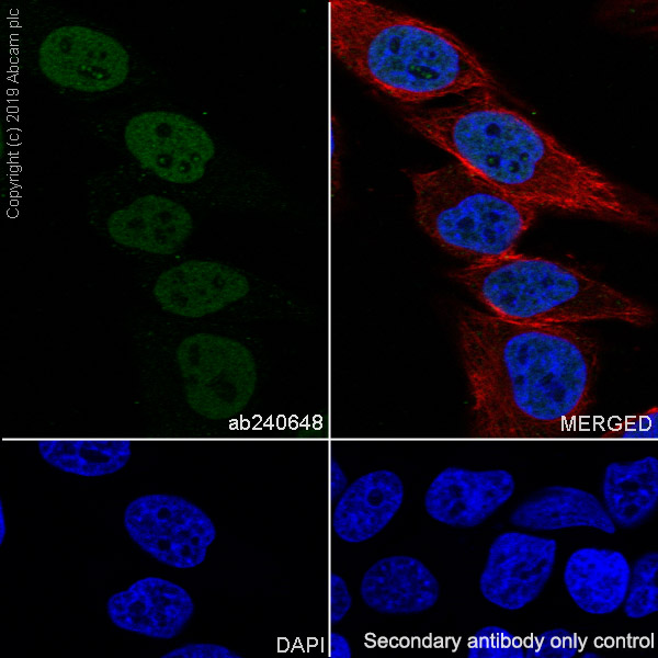 Immunocytochemistry/ Immunofluorescence - Anti-SMARCA2 / BRM antibody [EPR23103-44] - BSA and Azide free (ab269872), expandable thumbnail
