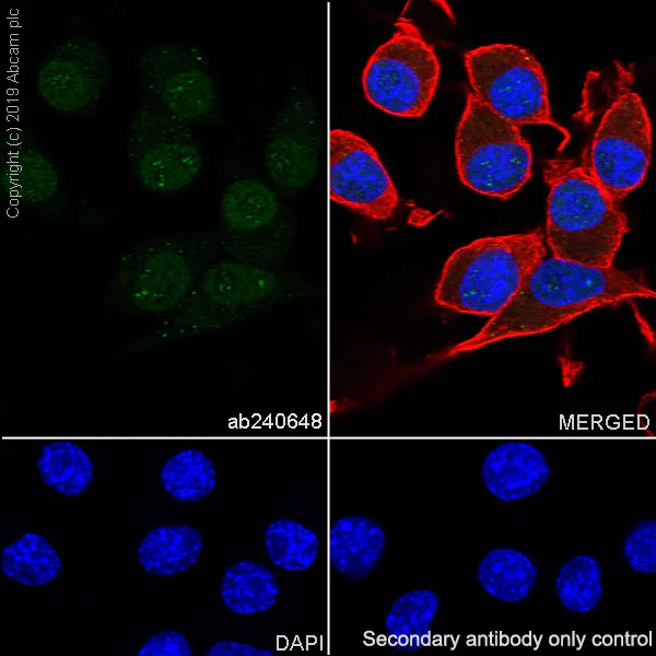 Immunocytochemistry/ Immunofluorescence - Anti-SMARCA2 / BRM antibody [EPR23103-44] - BSA and Azide free (AB269872)