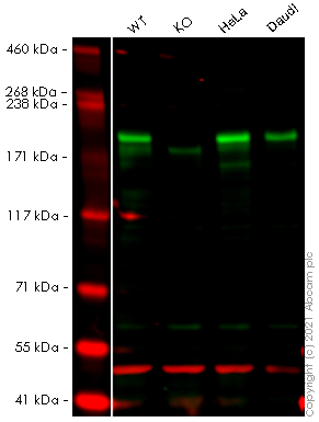 Western blot - Anti-SMARCA2 / BRM antibody [EPR23103-44] - BSA and Azide free (AB269872), expandable thumbnail