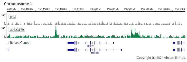 ChIC/CUT&RUN sequencing - Anti-SMARCA2 / BRM antibody [EPR28611-92] (AB323179)