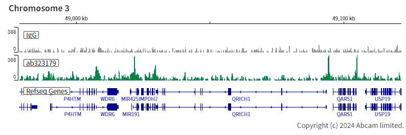ChIC/CUT&RUN sequencing - Anti-SMARCA2 / BRM antibody [EPR28611-92] (AB323179), expandable thumbnail