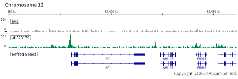 ChIC/CUT&RUN sequencing - Anti-SMARCA2 / BRM antibody [EPR28611-92] (AB323179), expandable thumbnail