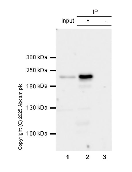 Immunoprecipitation - Anti-SMARCA2 / BRM antibody [EPR28611-92] (ab323179), expandable thumbnail