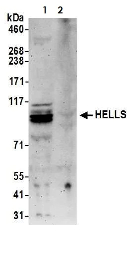 Western blot - Anti-SMARCA6 antibody (AB3851)