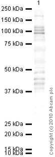 Western blot - Anti-SMARCA6 antibody (AB3851)