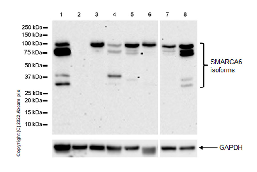 Western blot - Anti-SMARCA6 antibody [EPR25295-62] (AB300040)
