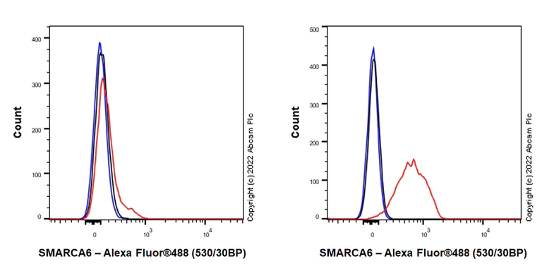 Flow Cytometry (Intracellular) - Anti-SMARCA6 antibody [EPR25295-62] (BSA and Azide free) (AB300041)