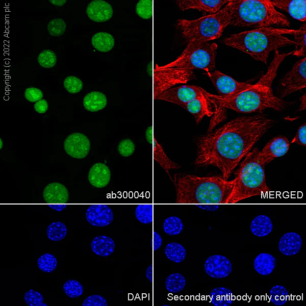 Immunocytochemistry/ Immunofluorescence - Anti-SMARCA6 antibody [EPR25295-62] (BSA and Azide free) (AB300041)