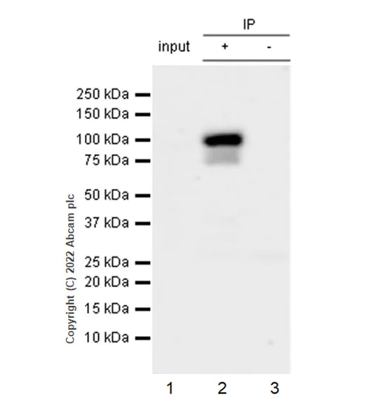 Immunoprecipitation - Anti-SMARCA6 antibody [EPR25295-62] (BSA and Azide free) (AB300041)