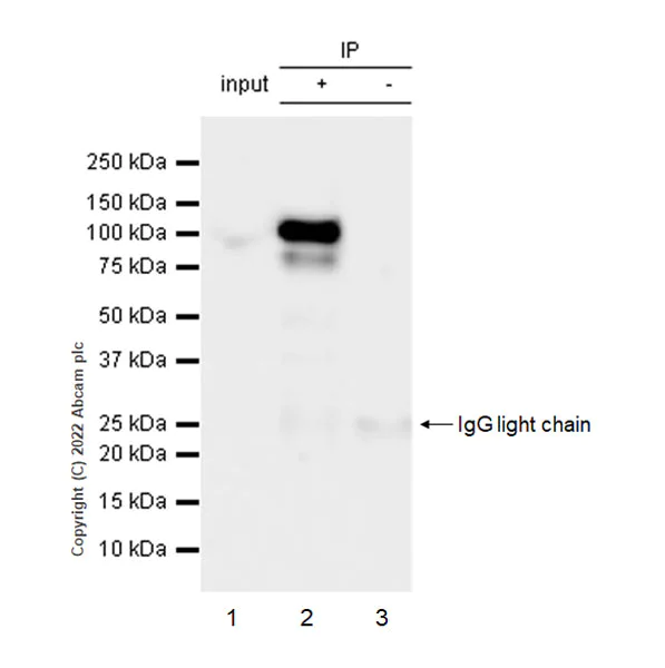 Immunoprecipitation - Anti-SMARCA6 antibody [EPR25295-62] (BSA and Azide free) (AB300041)