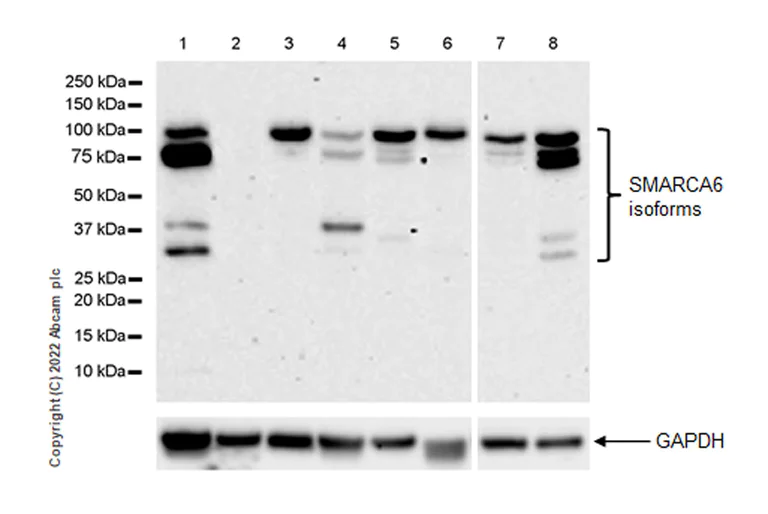 Western blot - Anti-SMARCA6 antibody [EPR25295-62] (BSA and Azide free) (AB300041)