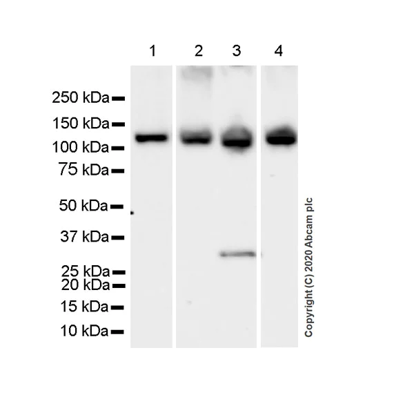 Western blot - Anti-SmarcAL1 antibody [EPR23912-44] - BSA and Azide free (AB277529)