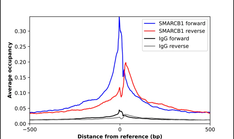 ChIP - Anti-SMARCB1 Antibody (AB327193)