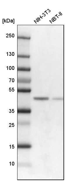 Western blot - Anti-SMARCB1 Antibody (AB327193)
