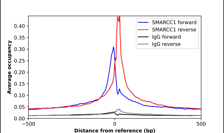 ChIP - Anti-SMARCC1 Antibody (AB327207)