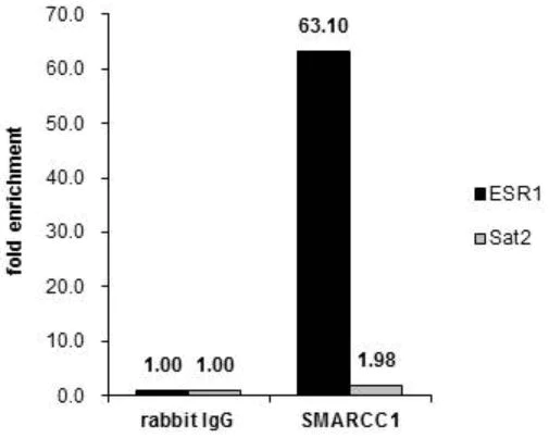 ChIP - Anti-SMARCC1/BAF155 antibody (AB126180)