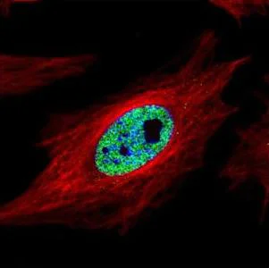 Immunocytochemistry/ Immunofluorescence - Anti-SMARCC1/BAF155 antibody (AB126180)