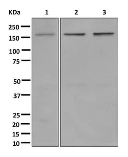 Western blot - Anti-SMARCC1/BAF155 antibody [EPR12389] - BSA and Azide free (AB249725)